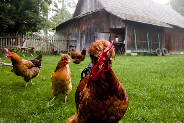 Photo: Polish poultry: Flu-free and hopefully mainland-bound. (Shutterstock.com) Photo: Polish poultry: Flu-free and hopefully mainland-bound. (Shutterstock.com)