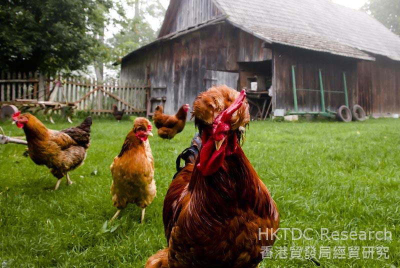 照片: 波兰家禽业未再出现禽流感个案，期望恢复出口家禽到中国。(相片提供：Shutterstock.com)