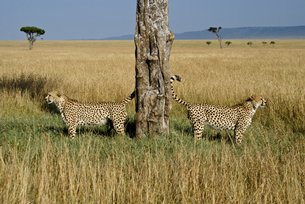 照片:肯尼亚的野生动物保护区对游客极具吸引力。(图片提供：Shutterstock.com)