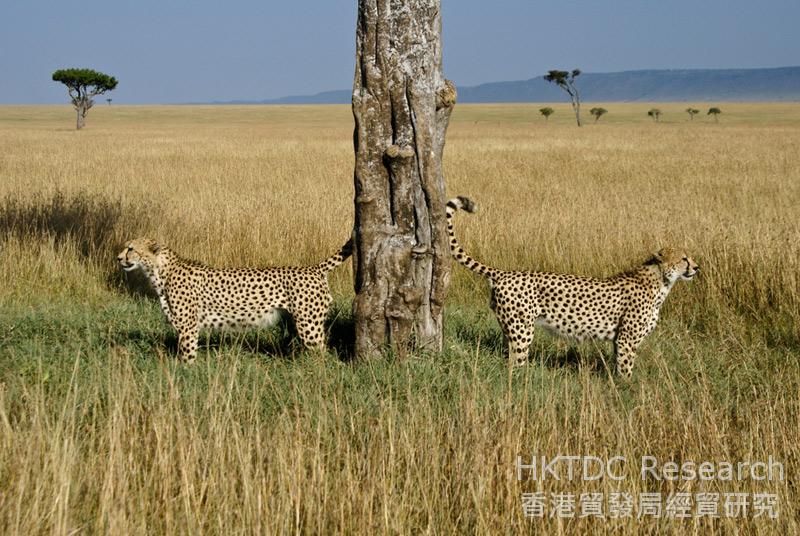 照片:肯尼亞的野生動物保護區對遊客極具吸引力。(圖片提供：Shutterstock.com)