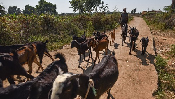 Photo: The Madhya Pradesh road network: Urgent AIIB-backed upgrade underway.