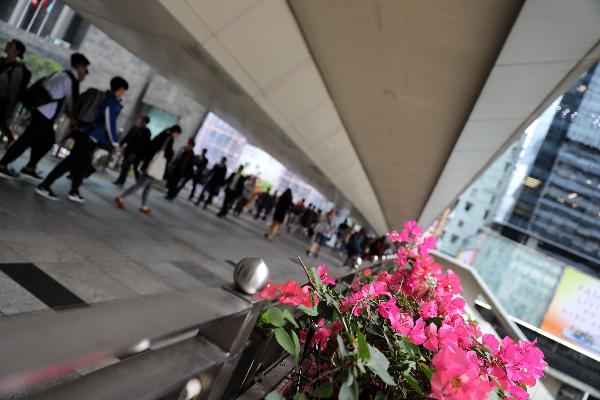 相片: 毕马威：过半香港受访者青睐粤港澳大湾区就业环境 (相片由新华财金社提供)