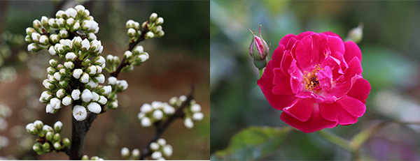 農莊的花 農莊的花