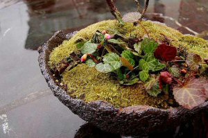 Heritage herbiage: Kokedama Heritage herbiage: Kokedama