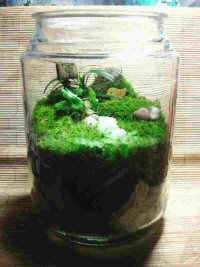 Foliage filled: a garden in a jar Foliage filled: a garden in a jar