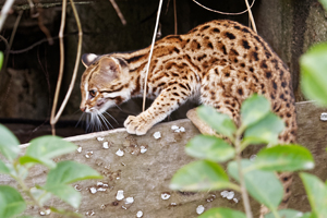A leopard cat A leopard cat