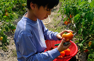 Tomato picking Tomato picking