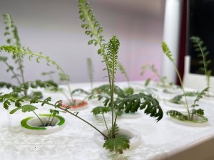 non-genetically modified seeds non-genetically modified seeds
