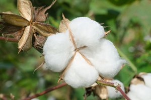 Photo: Cotton: Trusted by parents