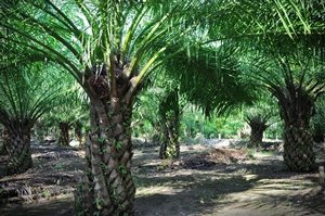 相片:聚龙集团往海外投资种植产业(二) 相片:聚龙集团往海外投资种植产业(二)