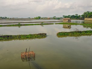 图: 周期性洪水泛滥,淹没孟加拉的平原(2)。 图: 周期性洪水泛滥,淹没孟加拉的平原(2)。