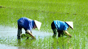 Photo: The primary sector still makes up a notable portion of the Vietnamese economy. Photo: The primary sector still makes up a notable portion of the Vietnamese economy.