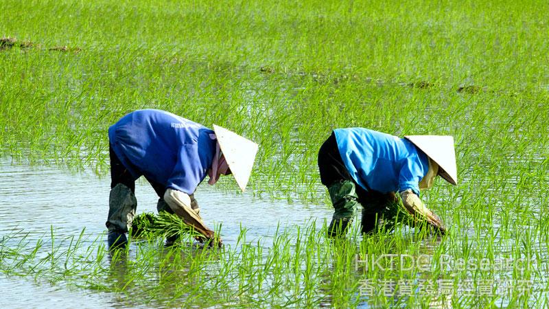 相片：农业活动在越南经济仍拥有相当份量。
