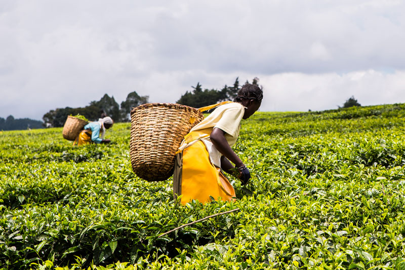图: 肯尼亚是全球第三大茶叶出口国。 