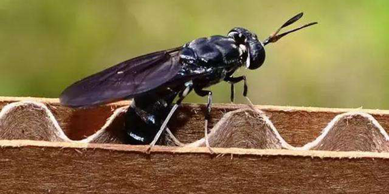 Black soldier fly