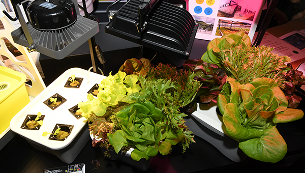 迷你水耕种植器 迷你水耕种植器