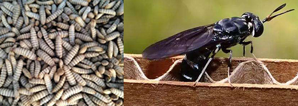 黑水虻虫蛹与成虫 黑水虻虫蛹与成虫