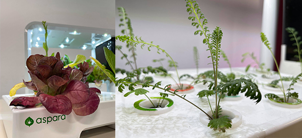 aspara室内智能水耕种植机 aspara室内智能水耕种植机