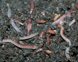 Earthworms droppings are fertiliser for the orange trees Earthworms droppings are fertiliser for the orange trees