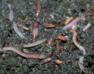 Earthworms droppings are fertiliser for the orange trees