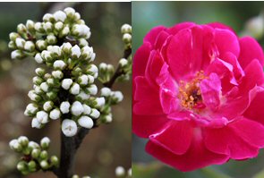 Flowers including cherry (left) and rose thrive on the farm 