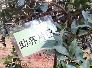 A HK$1,380 subscription brings the customer a delivery of at least 168 oranges A HK$1,380 subscription brings the customer a delivery of at least 168 oranges