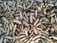 Fly larvae Fly larvae
