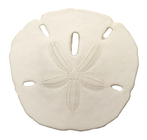 sand dollar