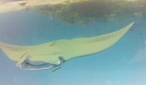 Open Ocean Camera Open Ocean Camera