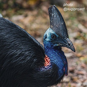 The southern cassowary